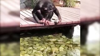 If These Animal Cases Were Not Filmed On Camera, No One Would Believe