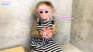BiBi monkey  steals duckling's watermelon then...