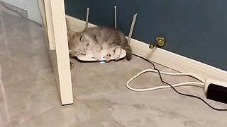 Bad Wifi Signal tiktok honeycutepet