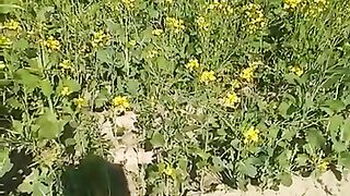 Canola crop 2023