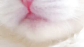 Viral cat mems| Cat funny crying
