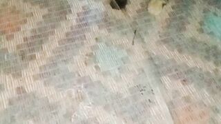 funny cat playing
