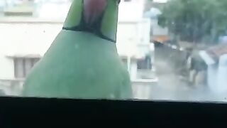 Beautiful Parrot ????Says Open The Door