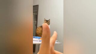 Funny???????? Cats and Dogs# 2023