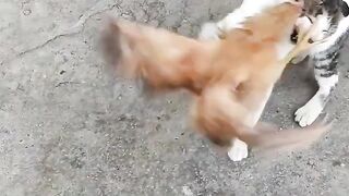 Funny Cat & Hen Video