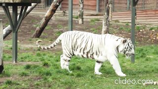 White Tigers