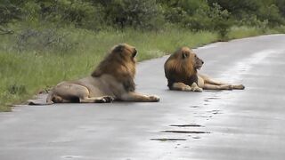 Big male Lions in the rain