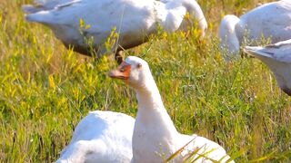 Duck natural