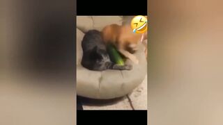 Cate Funny Animals