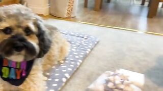 Friends! It’s Baby Dog’s 3rd birthday