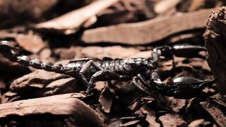 Scorpion