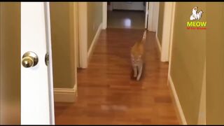 Funniest Cats Animals 2023 ???? Funniest Cats and Dogs ???????? Part 01