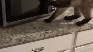 They had to put a child lock on the microwave because of the cat.