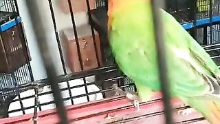 Lady love bird