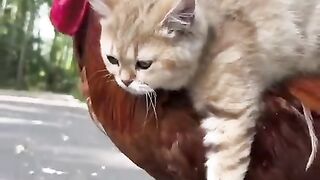 Funny cat