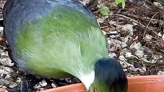 Bird lover