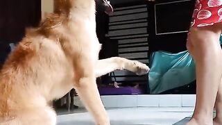 Cute cat so funny