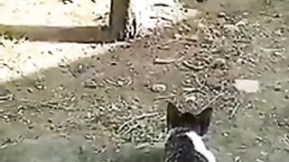 funny ???????????? cock and cat ????????