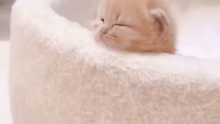 Funny cute ???? cat ???????? sleepy unique style