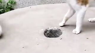 cat and rabbit.