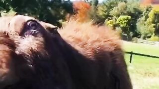 Козел с изыком
