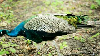 Beautiful Peacock | Royalty Free Video | Peacock