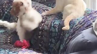 Dog vs cat funny #cat_ #dog