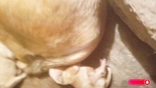 UNIQUE LABRADOR BREEDING #cat #kitten #catlovers#doglover #shorts #trending #youtubeshorts #labrador #funny #trend #gsd