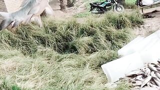 Fish hunting