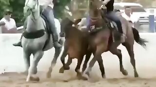 Horse funny video