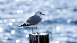 Cute Bird