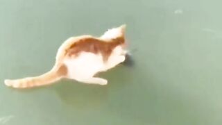 Кот пытался поимать рыбу