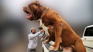 Biggest Dogs Ever Captured On Camera!