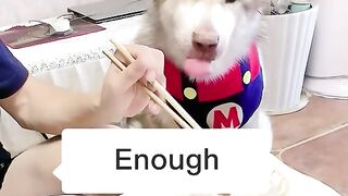 Funny dog