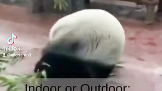 Fitness Panda