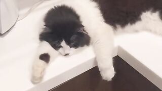 Cat looks angry
