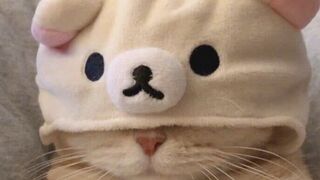Funny cat