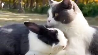 Кот и заяц