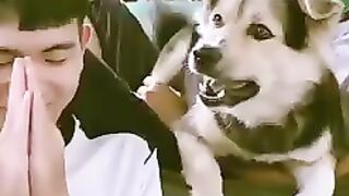 Funny dogs video