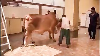 funny animal attacks on Eid Ul Adha