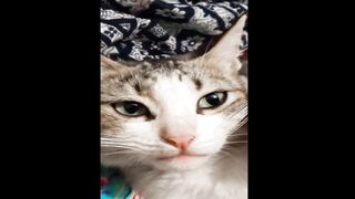 Funny Cat