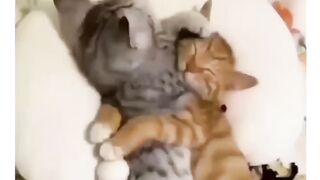 Two loving cats ????