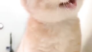 Cute cat