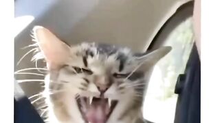 Cat learn poem