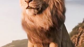 King is back | lion attitude | subscribe