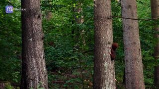 Squirrel Brown Fur Fast