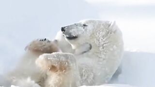 Белый медведь