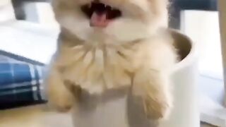 Cute and beautiful Cat Love Meow love cat