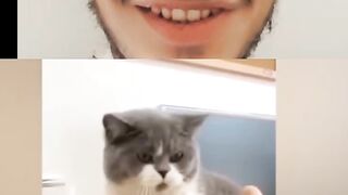 Funny Cat Video????
