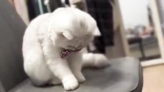 Котик